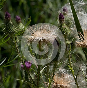 seeding thistle