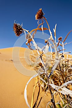 Thistle and Sand Dunes