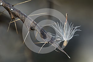 Thistle seed