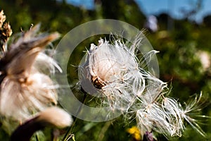 Thistle seed head in the sun