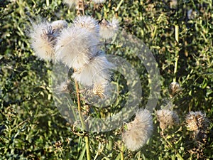 Thistle Seed Heads in Hedge