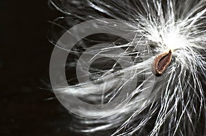 Thistle seed pod