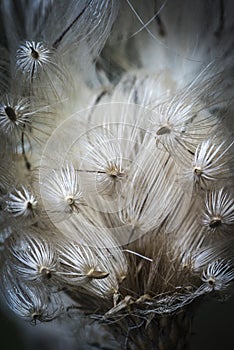 Thistle Seed Pods.