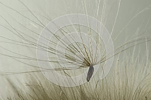 Thistle Seed
