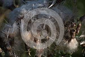 Thistle Seeds blowing about  in the wind