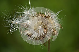 thistle seeds dispersing to the wind