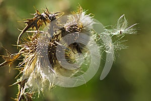 Thistle seeds ready to be carried by the wind