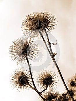 Thistle on sky background