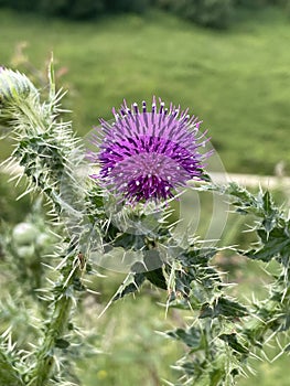 Thistle and spiky leaves