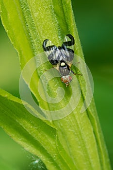 Thistle Stem Gall Fly - Urophora cardui