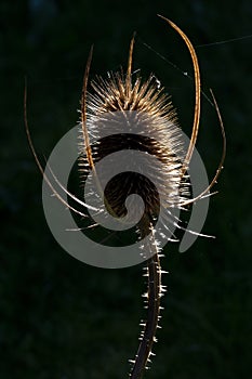 Thistle teasel (Dipsacus fullonum) backlit