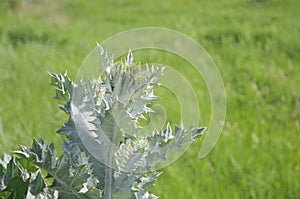 Thistle with thorny leaves against a blurred green background.