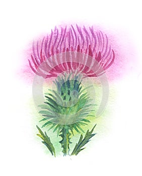 Thistle watercolor. Painted thistle flower.