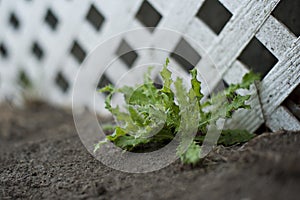 Thistle Weed