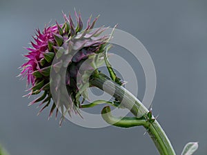 Thistle weed - flower