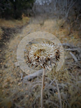 Thistle Weed, Musk Carduus nutans or Scotch Onopordum, acanthium in the fall, withered and dry, dead, Close up, Macro view, in