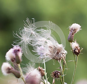 Thistle weed pods blowing away