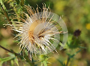 Thistle