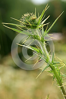 Thistle, a wild, green, melliferous photo