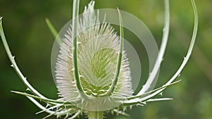 Thistle photo