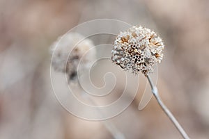 Thistle in the Winter in soft focus