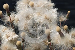 Thistledown close-up on the outdoors