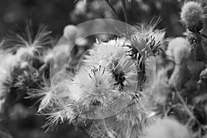 Thistledown closeup with fluff, black and white