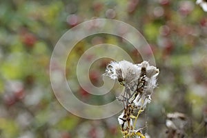 Thistledown on thistle heads in meadow with blurred rosehips in the background