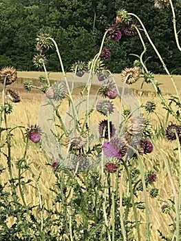 Thistles