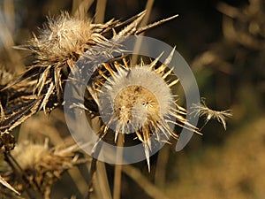 Thistles