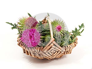 Thistles in the basket
