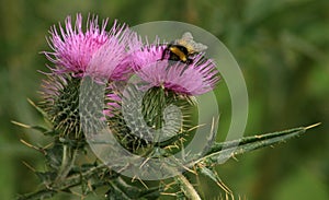 Thistles and bumble bee photo