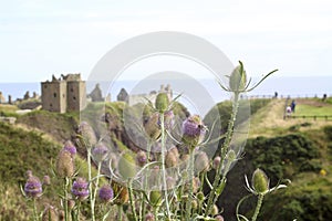 Thistles with dunnottar castle in view