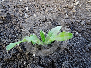 Thistles in the field, weeds in natural conditions