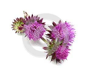 Thistles flower