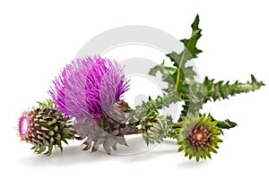 Thistles
