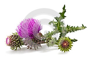 Thistles photo