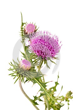 Thistles photo