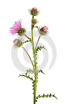 Thistles