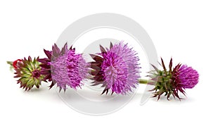 Thistles flower photo