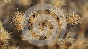 Thistles gone to seed