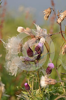 Thistles gone to seed