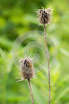 Thistles Gone to Seeds â€“ Cirsium Vulgare