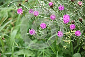 Thistles growing in a meadow