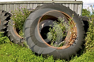 Thistles growing in old tractor tires