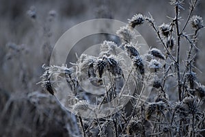 Thistles with Hoarfrost at Dawn