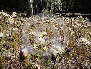 Thistles on a meadow in the autumn