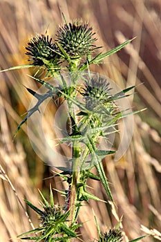 Thistles in the middle of the fields