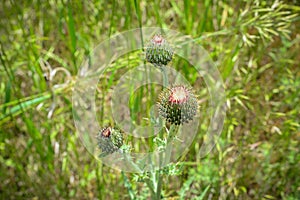 Thistles photo