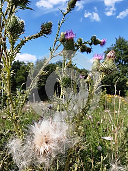 Thistles with purple flowers and thistledown against a bright blue sky
